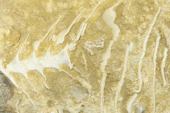 Archimedes Screw Bryozoan Fossil - Alabama #178214